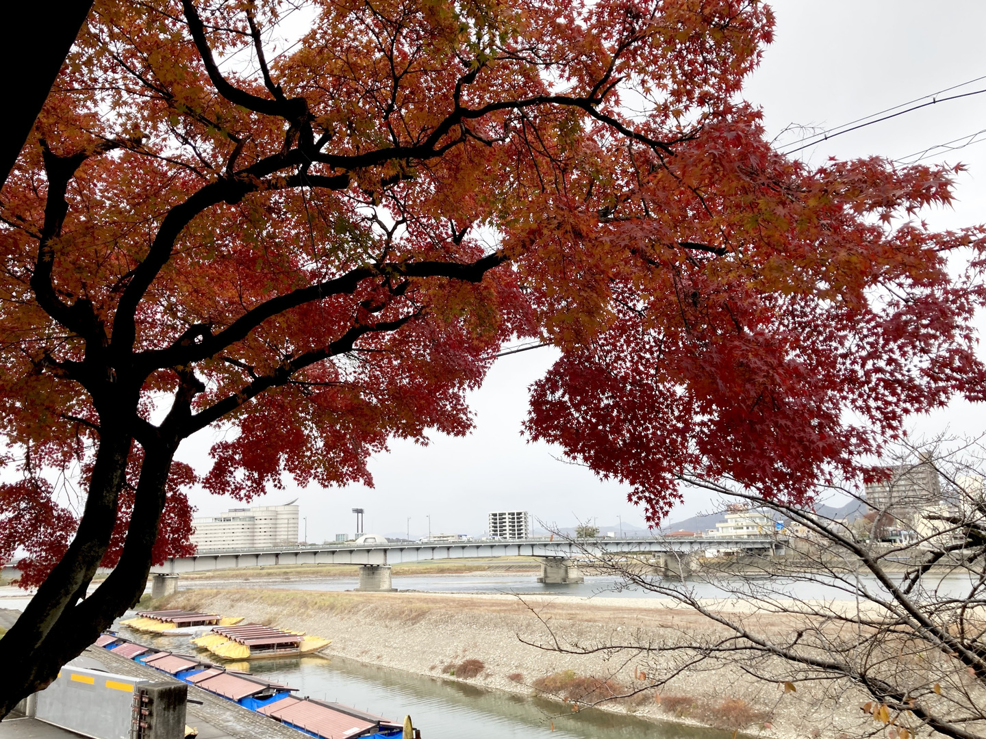 長良川景色2（秋）